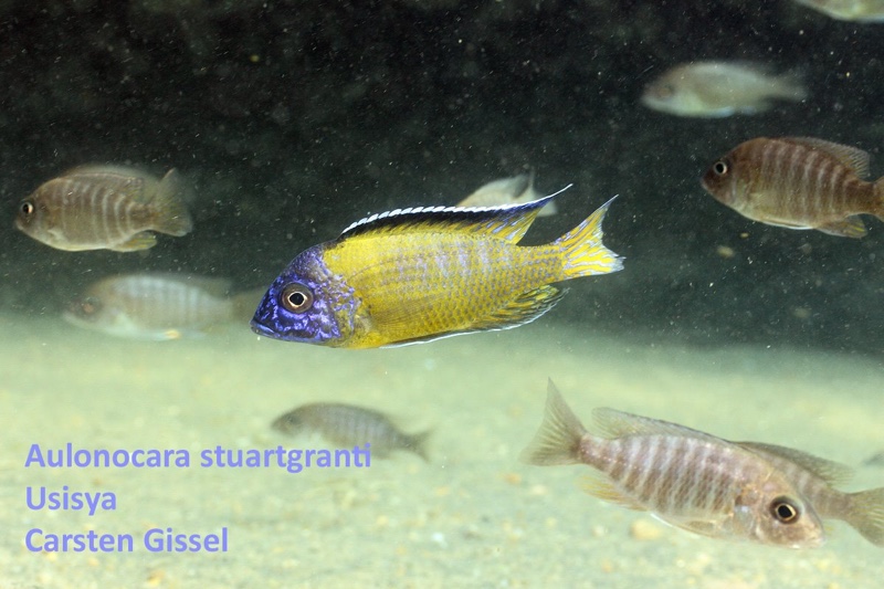 Aulonocara stuartgranti 'Usisya'